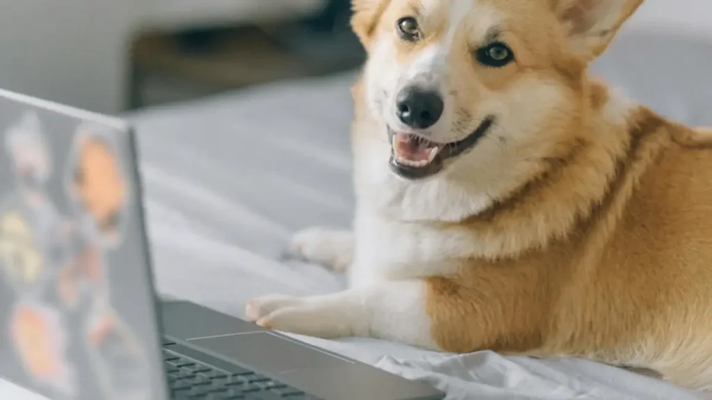 Pies rasy corgi leży na łóżku przed laptopem